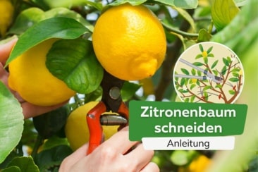 Zitronenbaum schneiden Titel