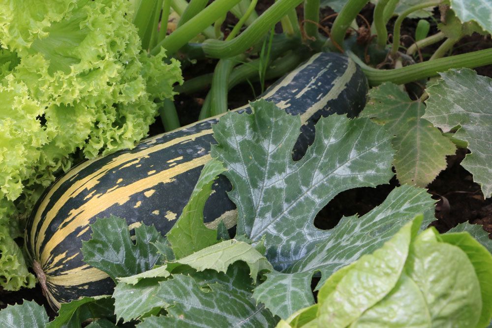 Zucchini wird zu den Gartenkürbissen gezählt