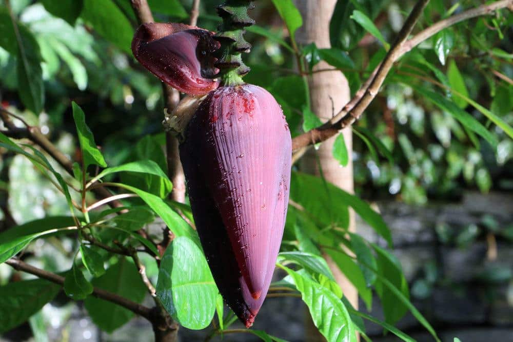 geschlossene Bananenbaumblüte