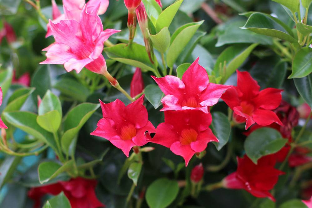 Dipladenia (Mandevilla, Sundaville) richtig überwintern