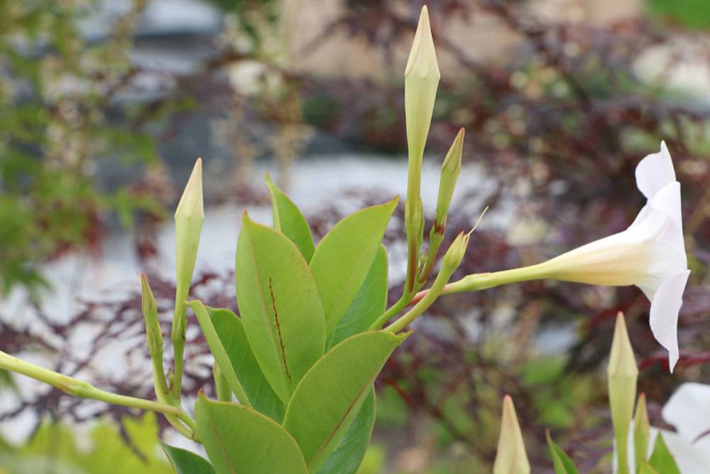 Dipladenia mit trichterförmigen Blüten