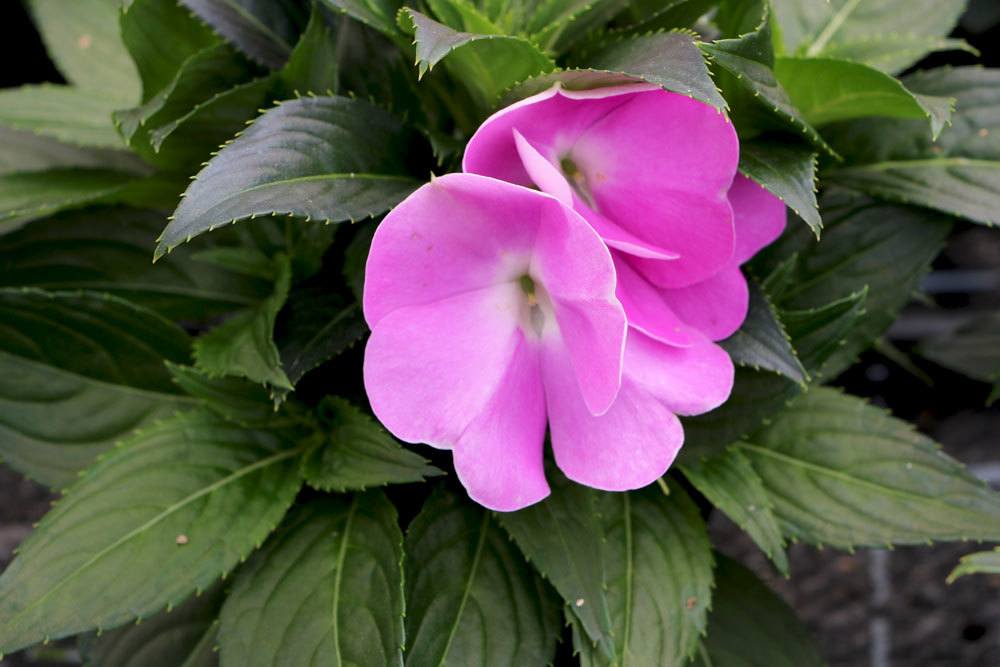 Fleißiges Lieschen, Impatiens walleriana