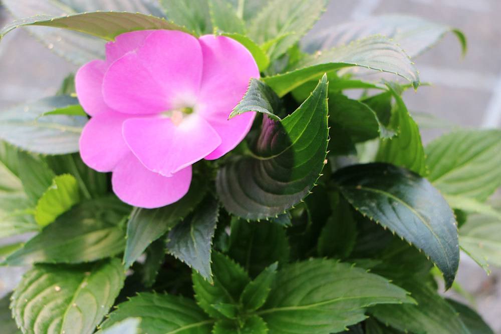 Fleißiges Lieschen mit rosa Blütenfarbe