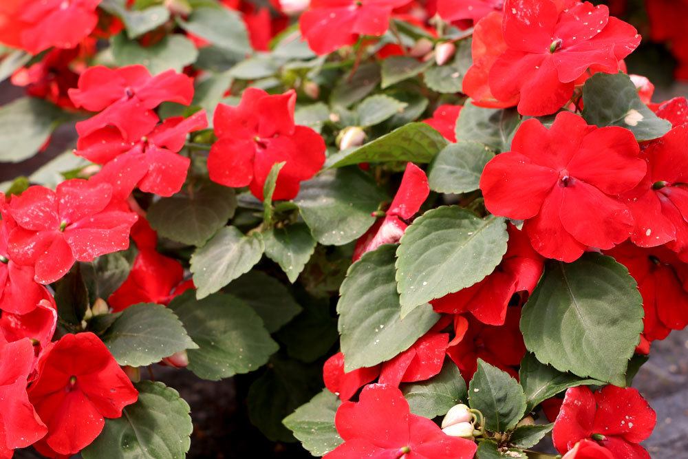 Fleißiges Lieschen mit roten Blüten