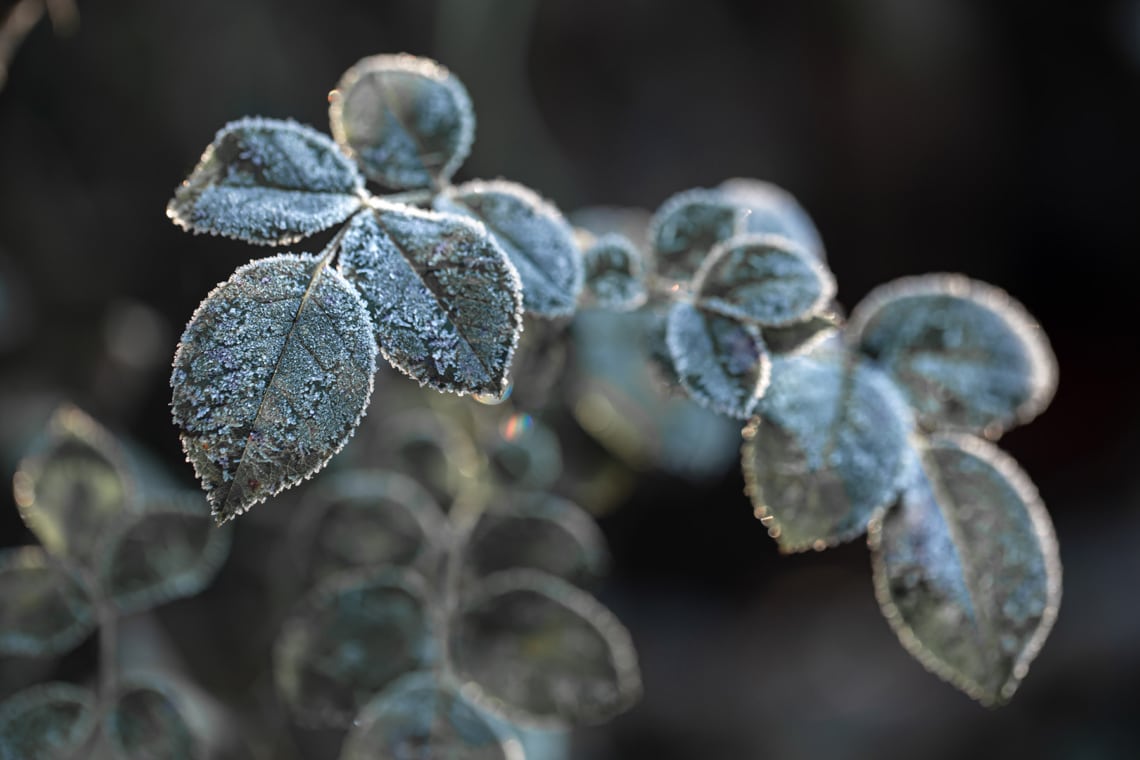 Frost bei Rosenblätter