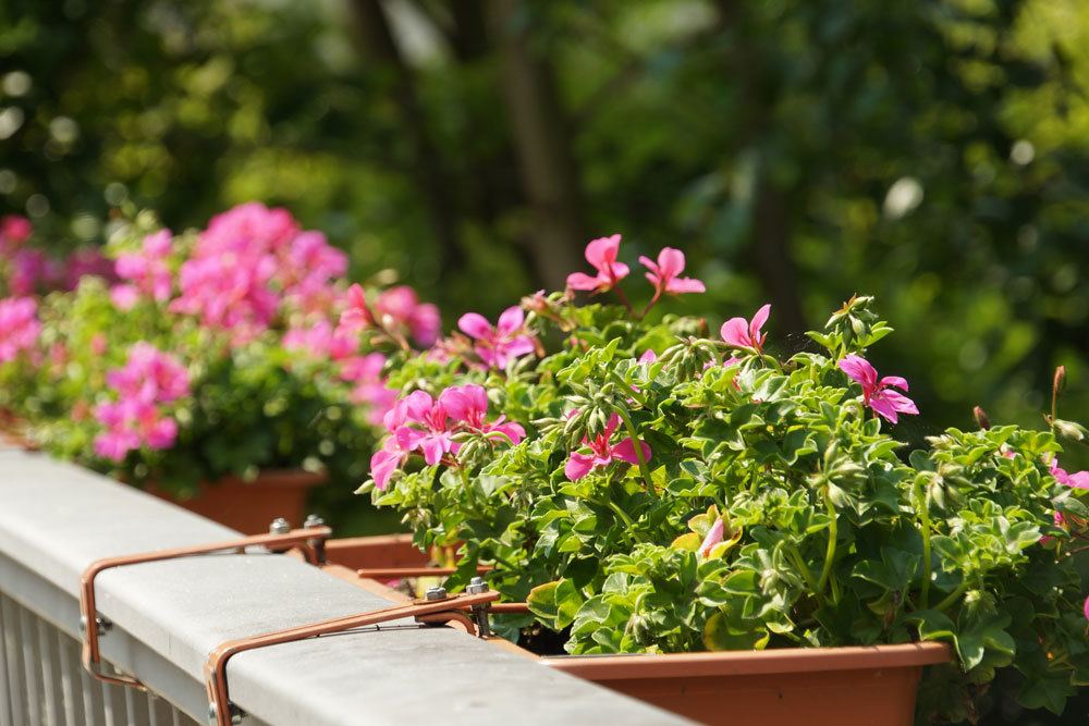 Geranien im Blumenkasten