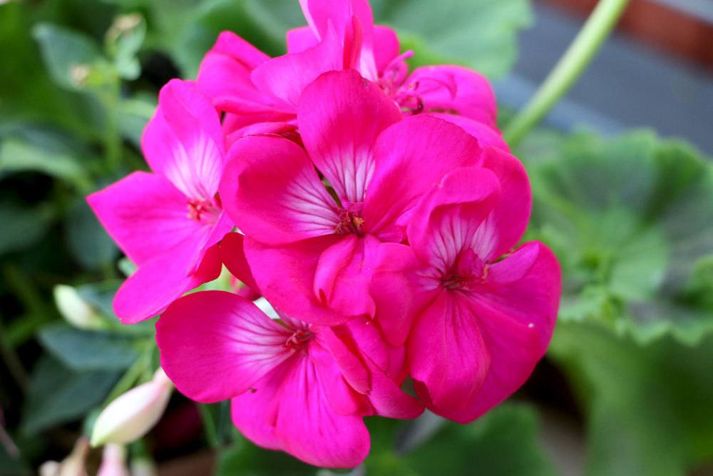 Geranie mit pinkfarbenen Blüten