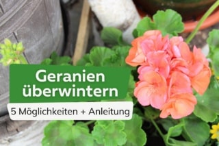 Geranien richtig berwintern: so gelingt es