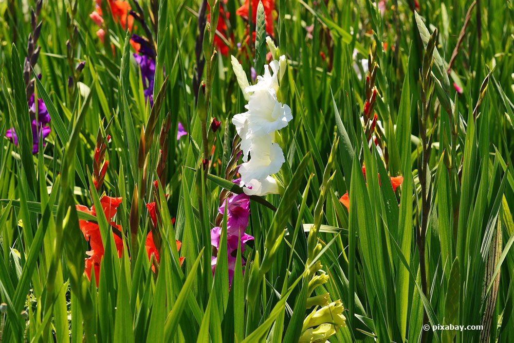 Gladiolen im Gartenbeet