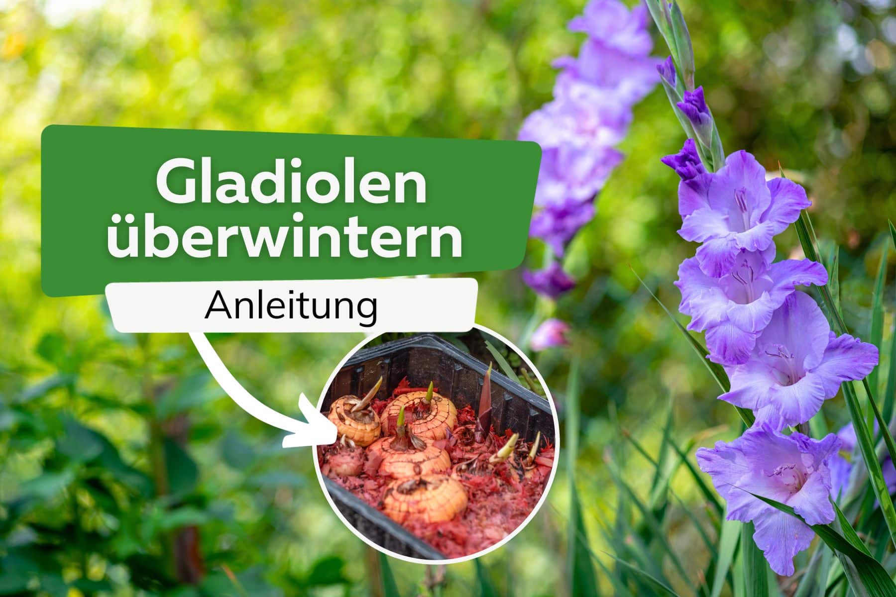 Gladiolen überwintern Titel