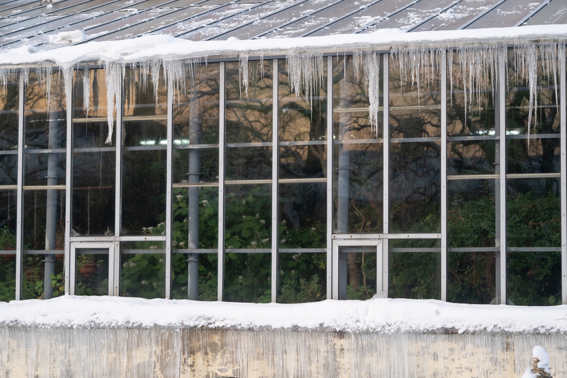 Winterquartier Gewächshaus mit grünen Pflanzen