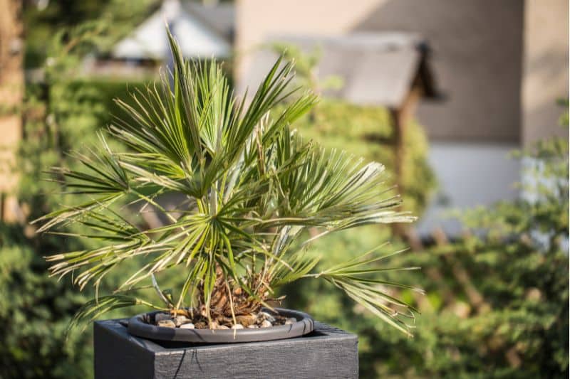 Hanfpalme (Trachycarpus) im Kübel