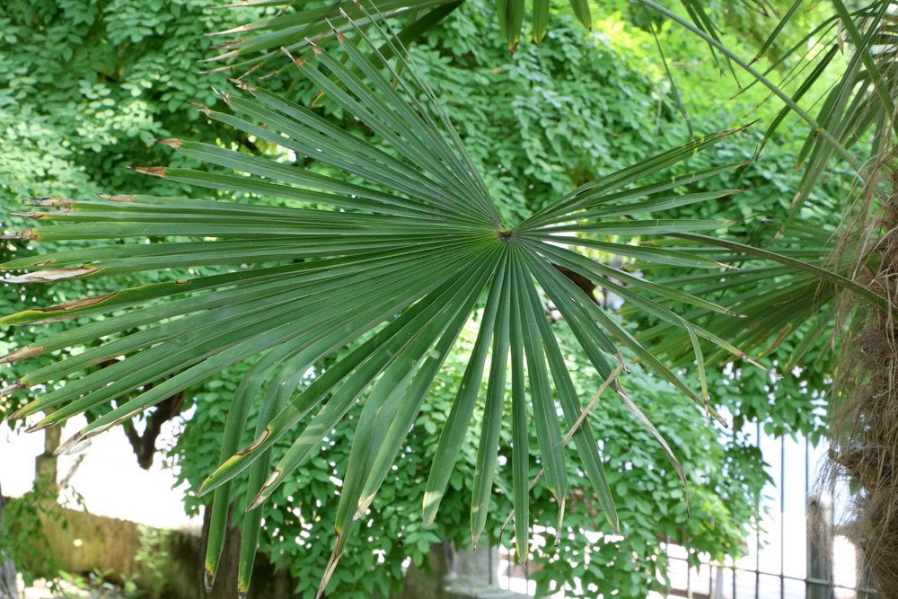 Hanfpalme verbreitet mediterranes Flair