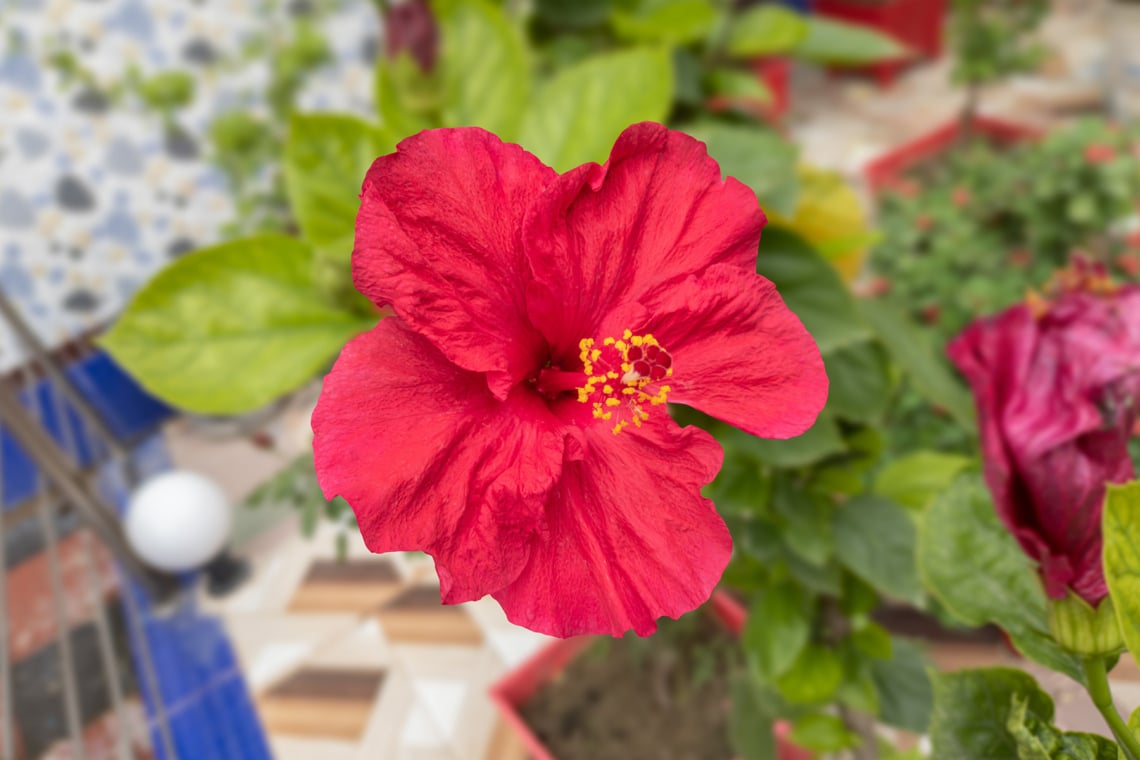 Hibiskus (Hibiscus)