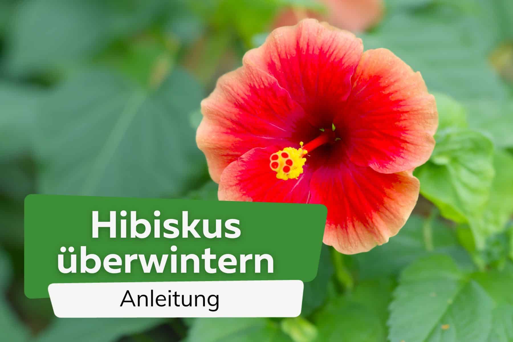 Hibiskus überwintern Anleitung