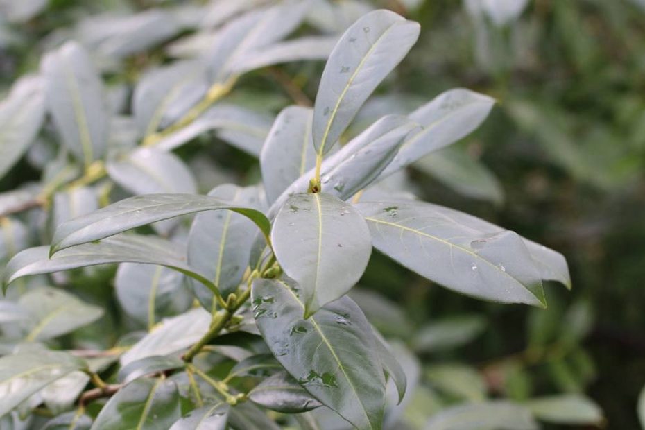 Kirschlorbeer schneiden Wann und wie schneidet man Lorbeer zurück?