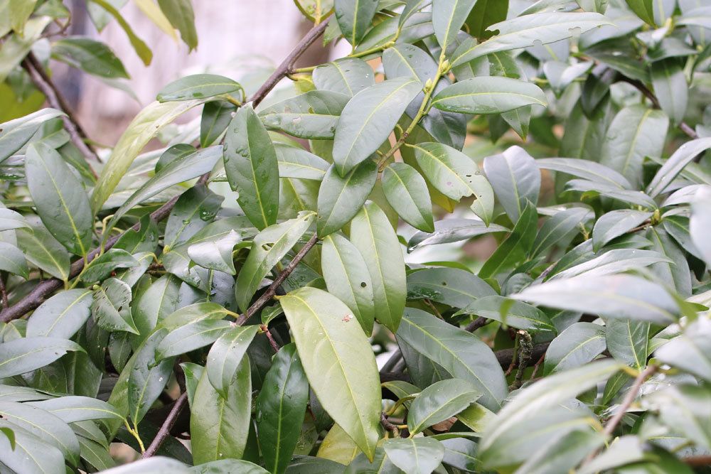 Kirschlorbeer braucht als Hecke einen regelmäßigen Schnitt