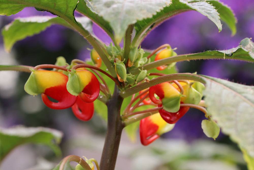 Kongo-Lieschen, Niamniam-Springkraut, Impatiens niamniamensis