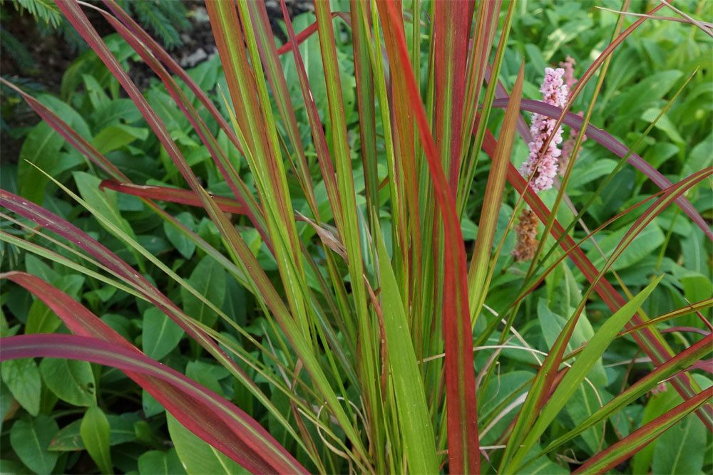 Lampenputzergras ist ein exotisches Gras