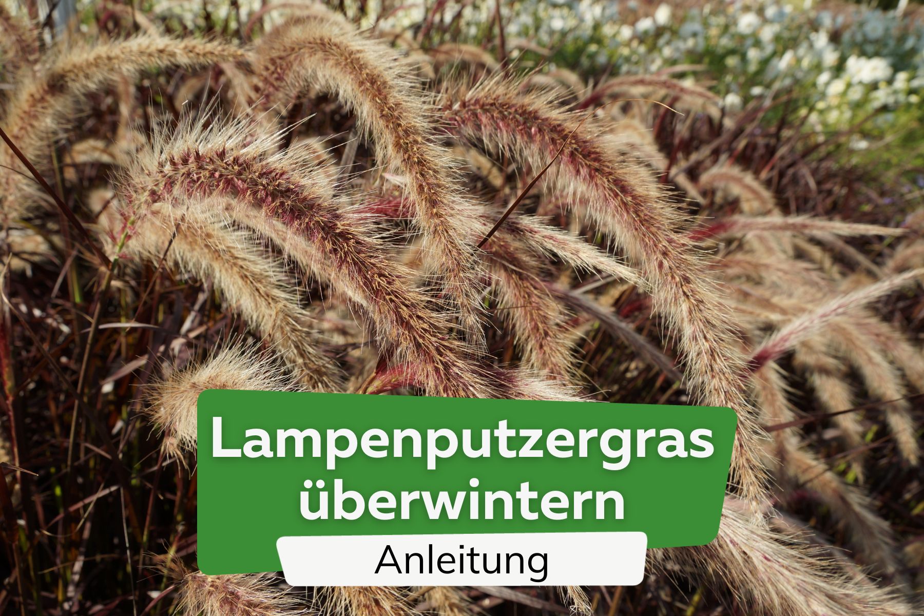 Lampenputzergras überwintern Titel