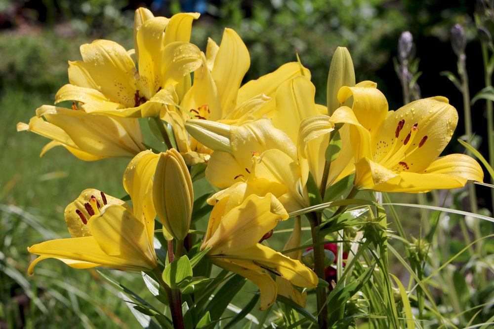 Lilien gibt es in unterschiedlichen Farben und Größen