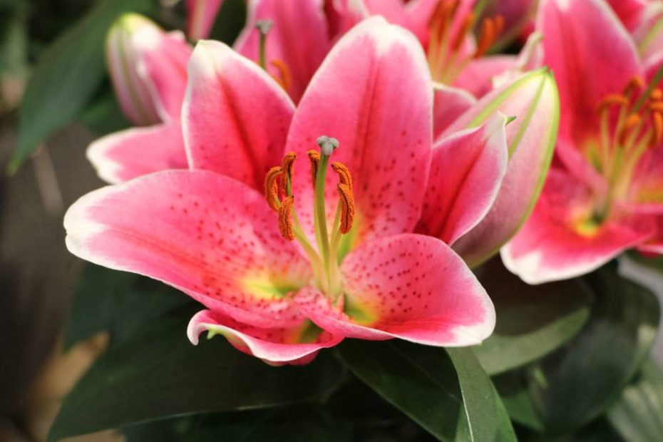 Sind Lilien winterhart? So winterfest sind LiliumArten wirklich