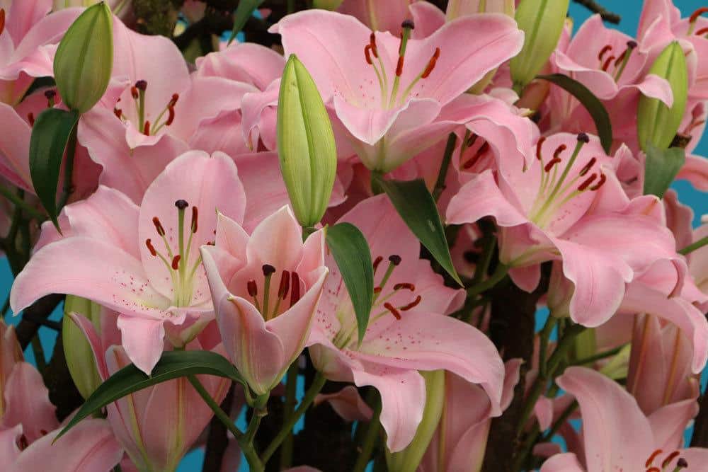 Lilien mit rosa Blütenfarbe