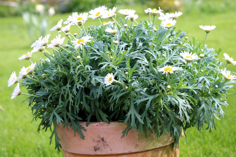 Margeriten sollten richtig überwintert werden