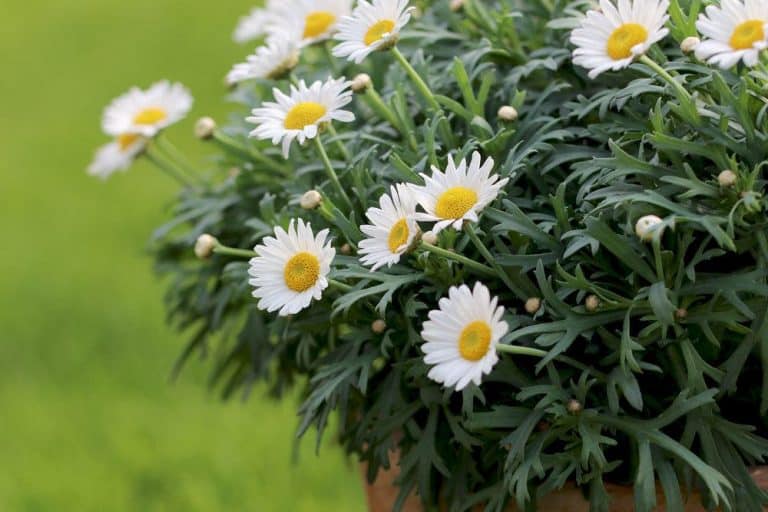 42+ Winterharte Margeriten Rapsglanzkäfer, Die meisten margeriten,