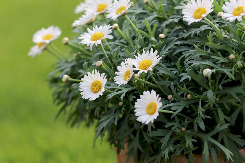 Margeriten im Pflanzkübel