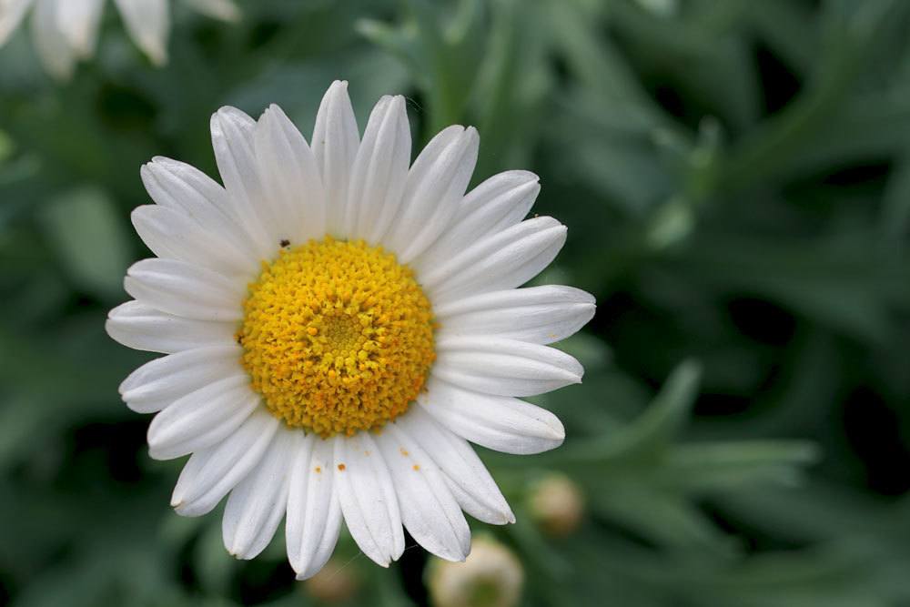 weiße Margeritenblüte