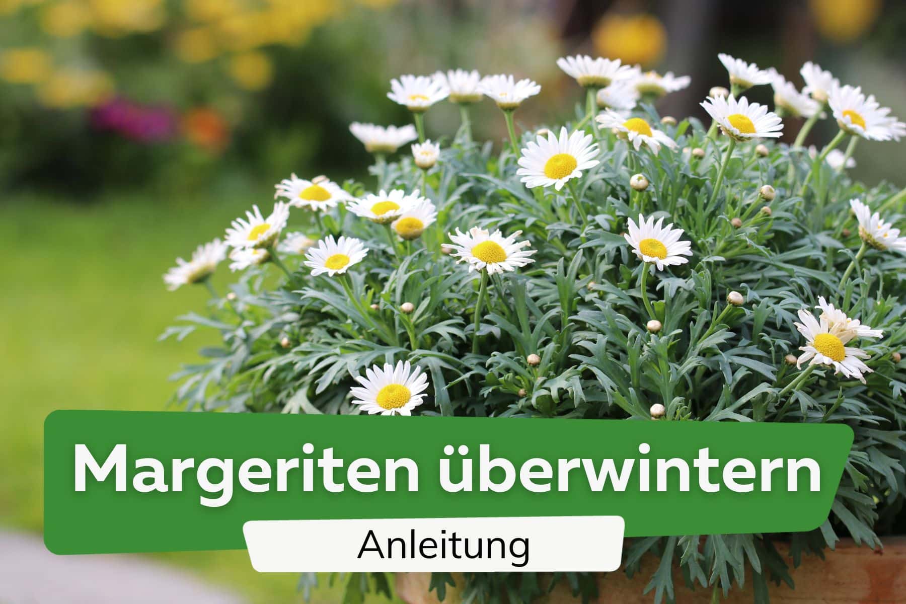 Margeriten überwintern Titel