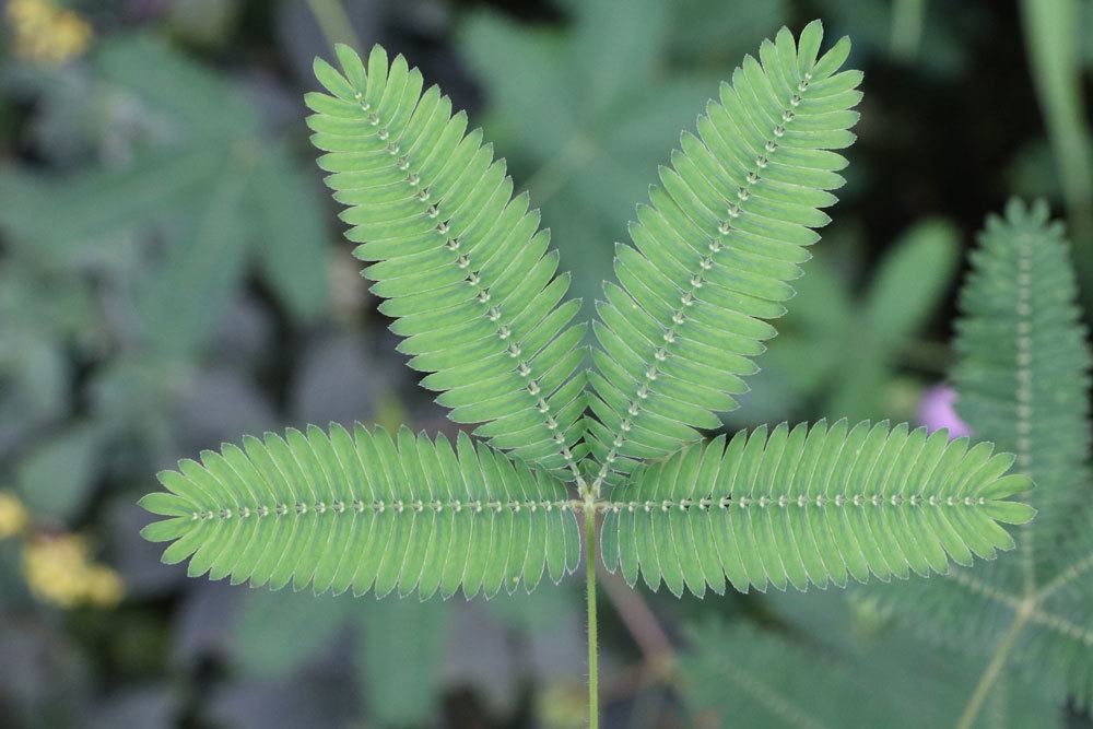 Mimose auch Rühr mich nicht an Pflanze genannt