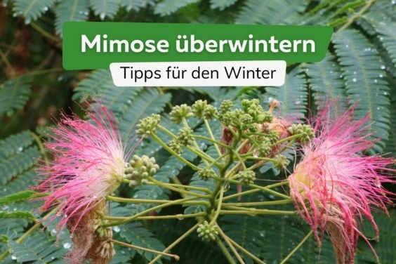 Mimose überwintern Titel