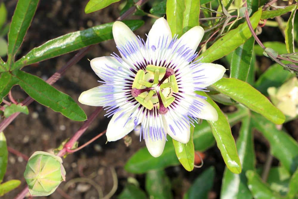 Passionsblume im Garten