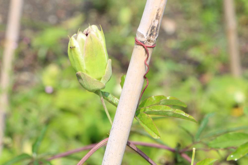 sich öffnende Passionsblumen Blüte