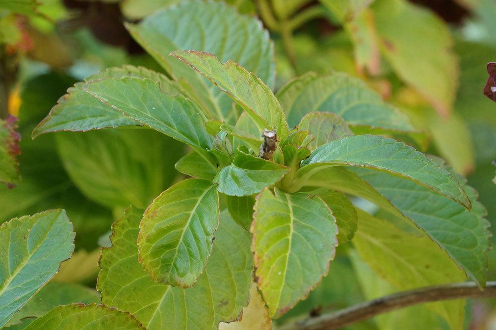 Rispenhortensie mit Schnittstelle