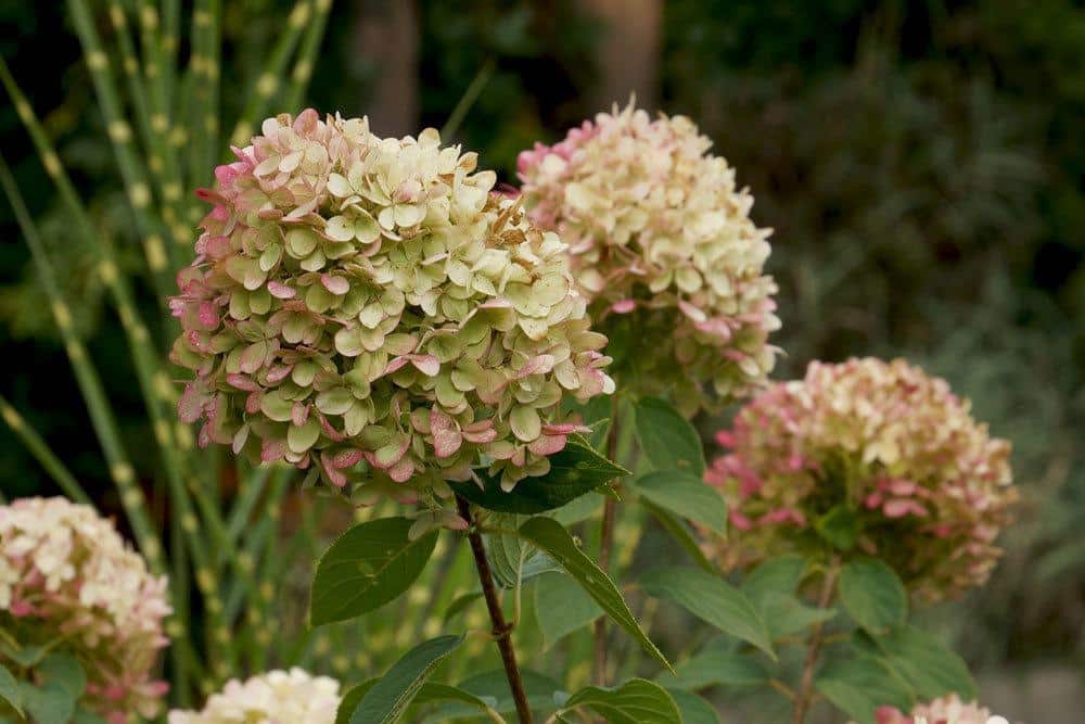 Rispenhortensien im Gartenbeet