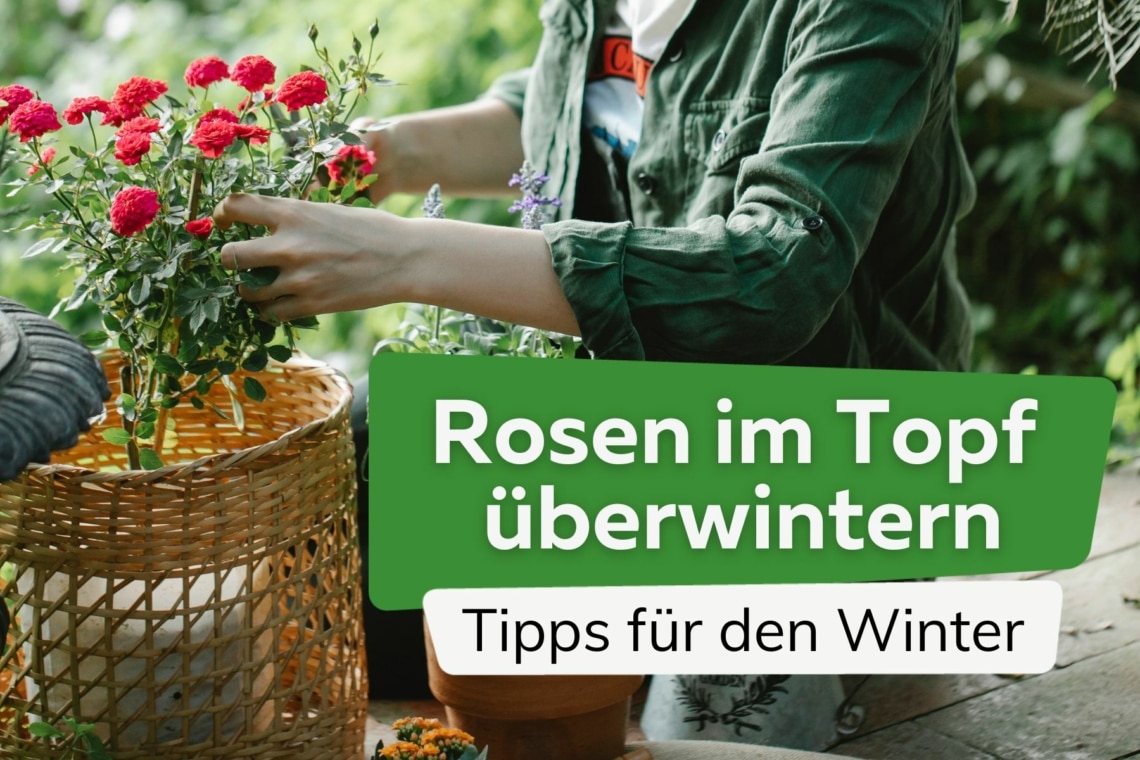 Rosen im Topf Kübel überwintern Titel