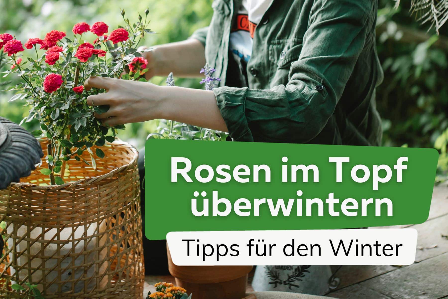 Rosen im Topf Kübel überwintern Titel