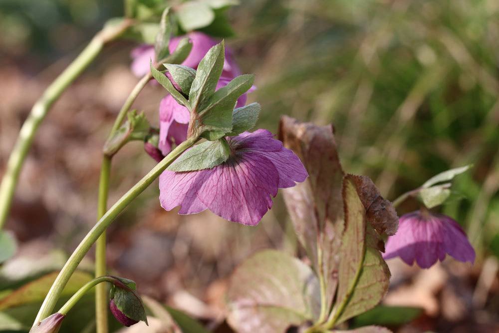 Rote Nieswurz als winterliche Balkonpflanze