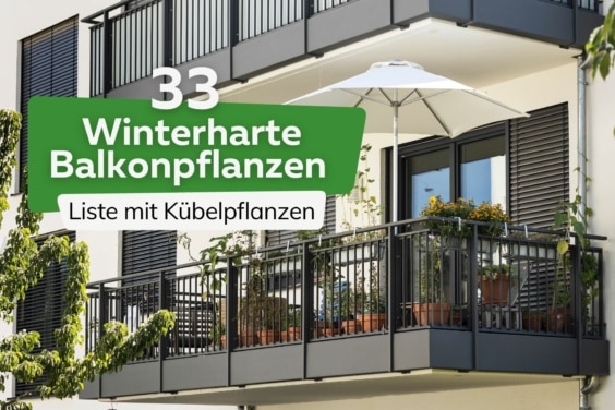 Winterharte Balkonpflanzen Liste Titel