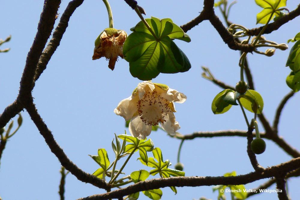 Affenbrotbaum Blätter und Blüte