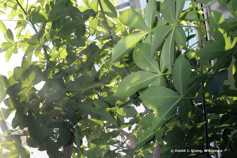 Affenbrotbaum, Adansonia digitata