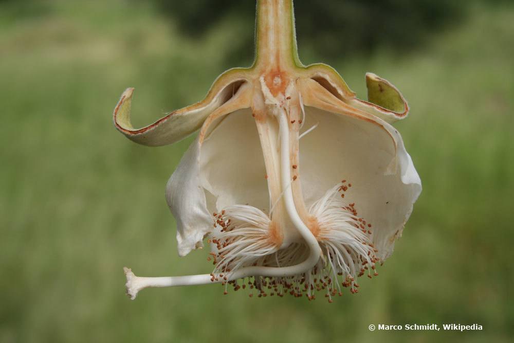 die Blüte des Affenbrotbaums