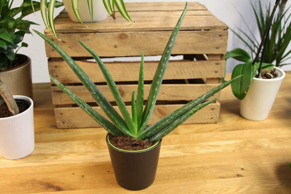 Aloe Vera braucht nur wenig Wasser