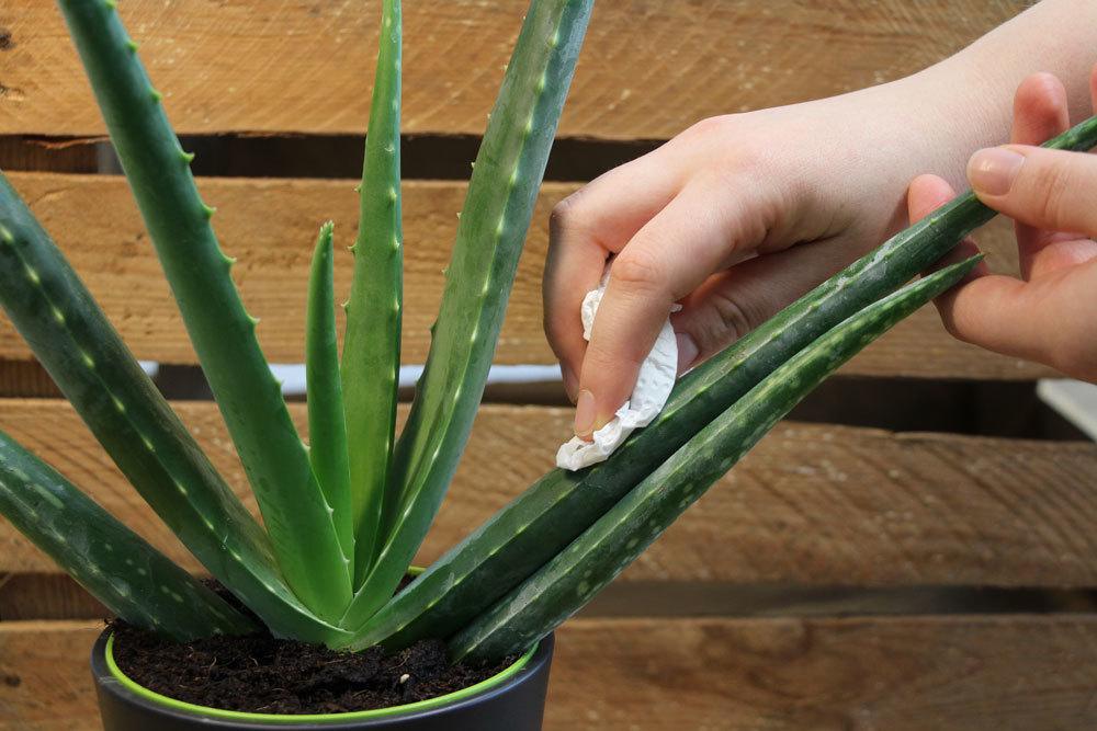 Aloe Vera ist eine pflegeleichte Pflanze