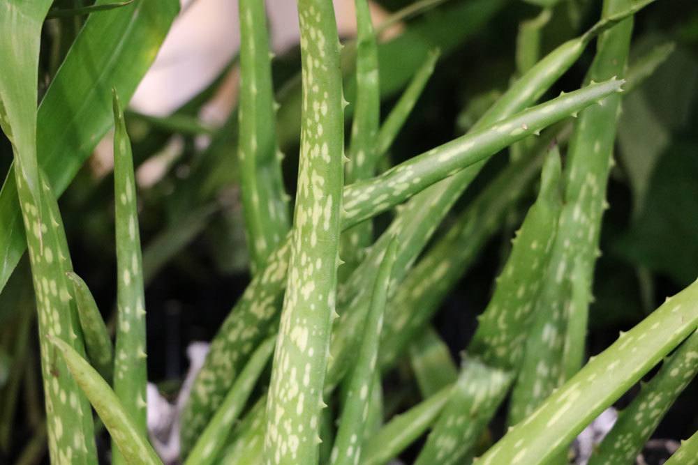 Aloe Vera braucht einen sonnigen Standort