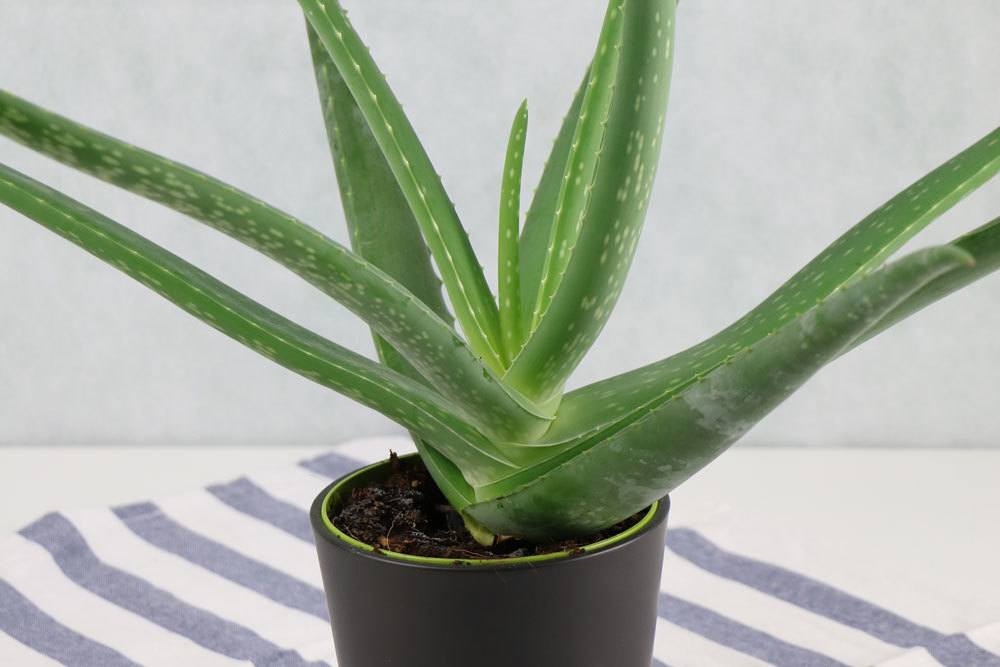 Aloe Vera mit bis zu 90 Zentimeter langen Stielen