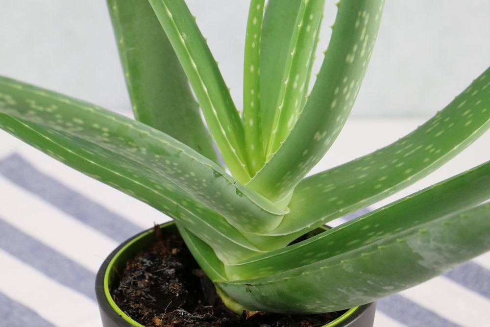 Aloe Vera ist eine Heilpflanze